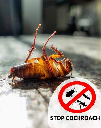 Pest Control Services in Kilpauk