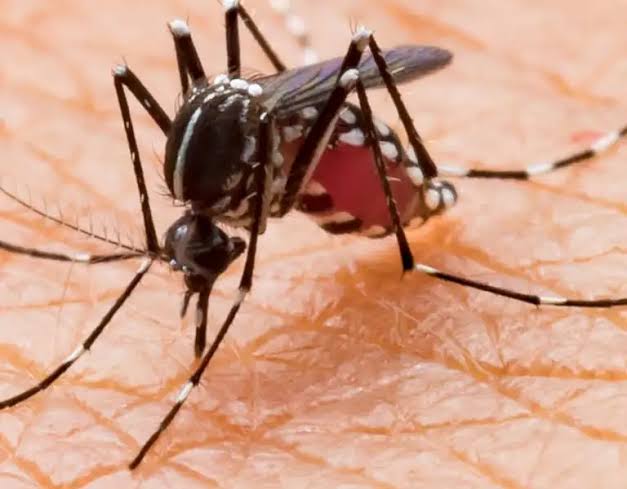Mosquito Pest Control Services in Kilpauk