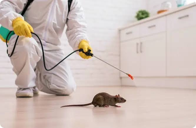 Rodent Pest Control Services in Kilpauk