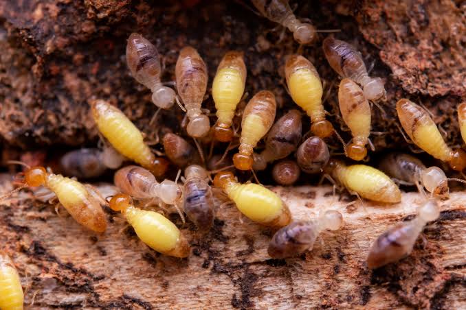 Termite Pest Control Services in Kilpauk